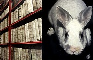 Rabbit and Books II