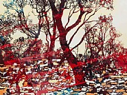 Jervis Dune Trees, Red