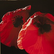 Papavero rosso