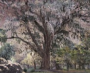 Scenapse 3 (Spanish Moss)