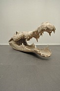Crocodile