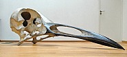 Crâne d'oiseau