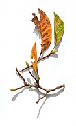 Magnolia Branches Series No. 2