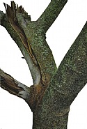 Magnolia Trunk Series No.2