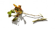 Sycamore Branches Series No. 5