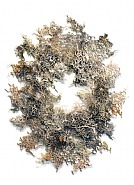 Cirrosa 2