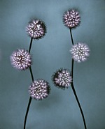 Luminous Garden Untitled a