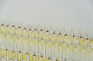 Sanjusangendo Crowns (golden)