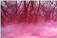 Carmin Trees, Berlin