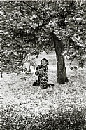 Edouard Boubat - Parc de Sceaux, Cerisiers Japonais, 1983