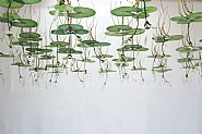2011.1.21,Kyoto