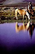 Richard Prince - Untitled (cowboys) (Photographs) h: 40 x w: 30 in / h: 101.6 x w: 76.2 cm