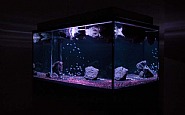 Pierre Huyghe - Aquarium Project (3) (Installations) h: 32 x w: 40 x d: 68 in / h: 81.3 x w: 101.6 x d: 172.7 cm