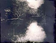 Sally Mann - Untitled (Deep South #23) (Photographs) h: 38 x w: 48 in / h: 96.5 x w: 121.9 cm