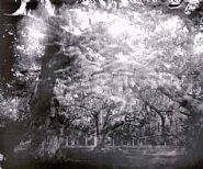 Sally Mann - Untitled (Deep South #31) (Photographs) h: 38 x w: 48 in / h: 96.5 x w: 121.9 cm