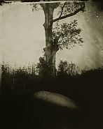 Sally Mann - Deep South #5 (Photographs) h: 122 x w: 96.5 cm / h: 48 x w: 38 in
