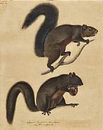 John James Audubon - Long Haired Squirrel (Works on Paper (Drawings, Watercolors etc.)) h: 23.5 x w: 18.5 in / h: 59.7 x w: 47 cm