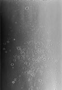 Adam Fuss - Untitled (Photographs) h: 199.9 x w: 140.2 cm / h: 78.7 x w: 55.2 in