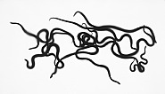 Adam Fuss - Alphabet, from the series 'Home and the World' (Photographs) h: 137.2 x w: 241.3 in / h: 348.5 x w: 612.9 cm