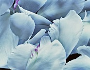 Peony Petal Orgy