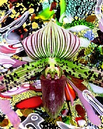 Paphiopedilum Spots and Gloss Galore