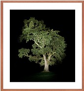 Baum #5