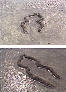 Ana Mendieta - Ochún (film stills) (Photographs)