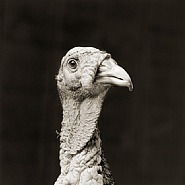 Marino, Bronze Turkey, Age 5
