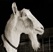 Abe, Alpine Goat, Age 21