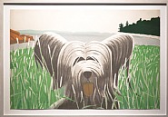 Dog at Ducktrap