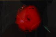 Nobuyoshi Araki - Untitled (Tokyo Diary) (Photographs)