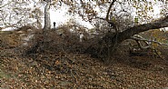 Notes on the Observer: Hillside, 1_15_2010, 4:23PM to 4:39PM PST, N33°957.087’ W117°309.025