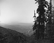 Mount St. Helens: Logging on Marble Mt., seven miles southeast of Mount St. Helen, Washington.