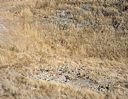 Other Nature: Glendora, CA