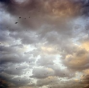 Olivia Arthur - Birds of Bosphorous, 2006