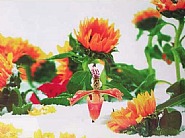 Marc Quinn - Untitled (Winter Garden Series) (Photographs) h: 32 x w: 48 in / h: 81.3 x w: 121.9 cm