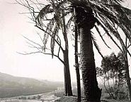 Robert Adams - Redlands, Looking toward Los Angeles, 1983