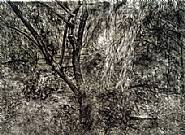 Painters Garden