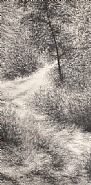 Forest Trail