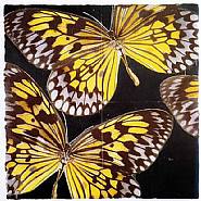 Donald Sultan - Monarchs- January 24, 2006 (Prints and Multiples) h: 38 x w: 38 in / h: 96.5 x w: 96.5 cm