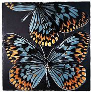 Donald Sultan - Butterflies- January 25, 2006 (Prints and Multiples) h: 38 x w: 38 in / h: 96.5 x w: 96.5 cm
