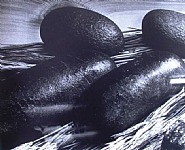 Daido Moriyama - Untitled (Photographs) h: 35.5 x w: 43 cm / h: 14 x w: 16.9 in