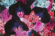 Marc Quinn - Untitled 01, from At the Far Edges of the Universe (Prints and Multiples)