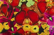Marc Quinn - Untitled 02, from At the Far Edges of the Universe (Prints and Multiples)