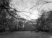 Josef Sudek - Untitled (budding tree branches) (Photographs) h: 6.8 x w: 9.1 in / h: 17.3 x w: 23.1 cm