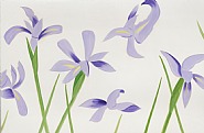 Alex Katz - Untitled (Paintings) h: 190.5 x w: 289.6 cm / h: 75 x w: 114 in