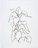Ellsworth Kelly - Sunflower II (Prints and Multiples) h: 37 x w: 29 in / h: 94 x w: 73.7 cm
