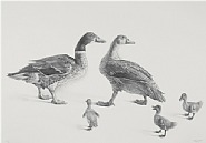 Familia de Gansos