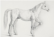 Caballo blanco (White Horse)