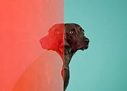 William Wegman - Ethiopia (Photographs) h: 36 x w: 44 in / h: 91.4 x w: 111.8 cm